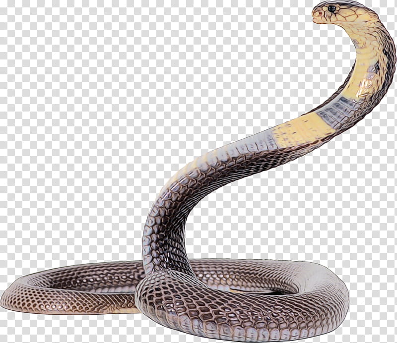 Snake, Snakes, King Cobra, Indian Cobra, Reptile, Venomous Snake, Animal, Anaconda transparent background PNG clipart