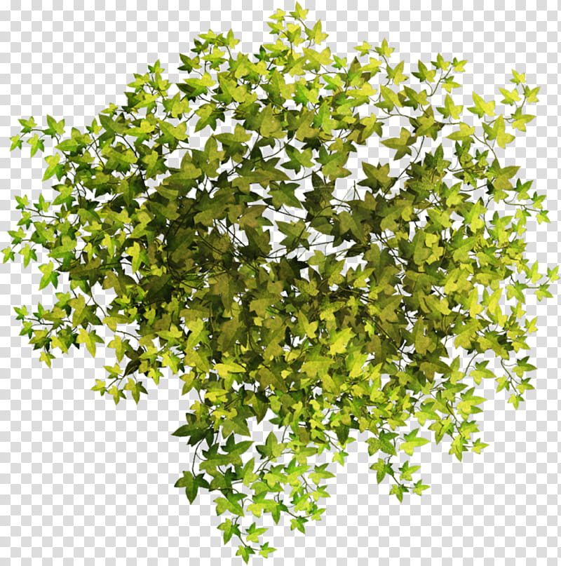 Ivy Leaf, Plants, Poster, Color Space, Tree, Grass, Shrub, Branch transparent background PNG clipart
