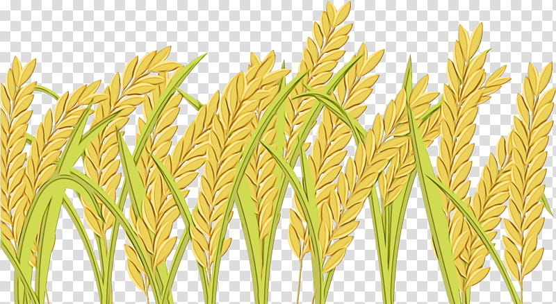 Wheat, Watercolor, Paint, Wet Ink, Grass, Plant, Elymus Repens, Grass Family transparent background PNG clipart