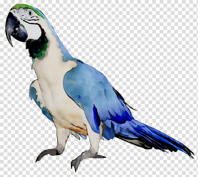 Bird Parrot, Budgerigar, Macaw, Lovebird, Kleurplaat, Parakeet, Drawing, Beak transparent background PNG clipart