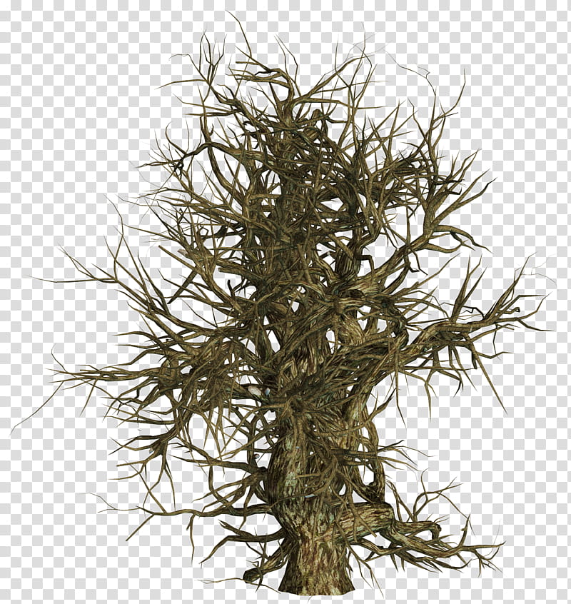 Dead Trees , bare tree transparent background PNG clipart