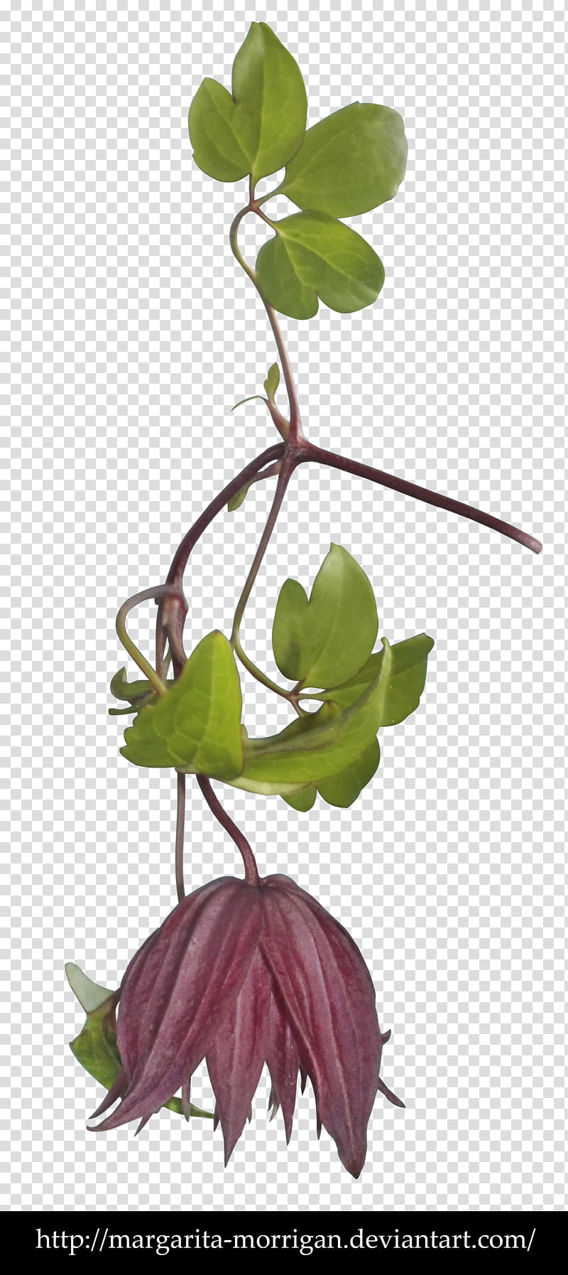 clematis flower, purple petaled flower illustration transparent background PNG clipart