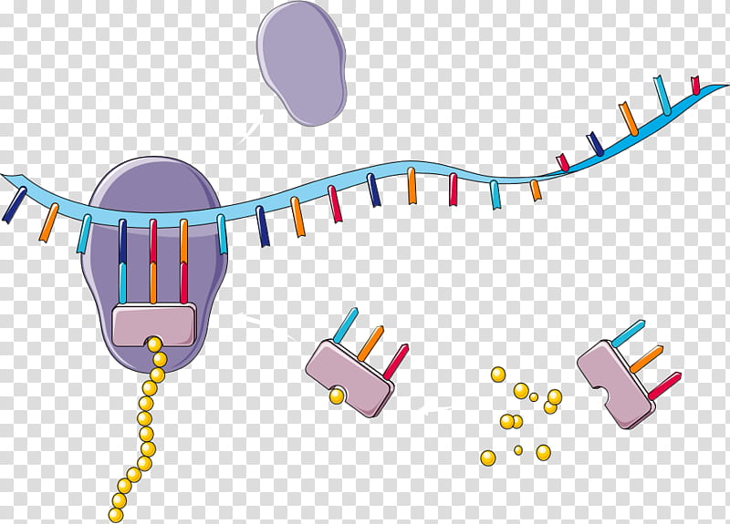 Nucleic Acid Technology, Transfer Rna, Translation, Ribosome, Transcription, Dna, Protein Biosynthesis, Cell transparent background PNG clipart