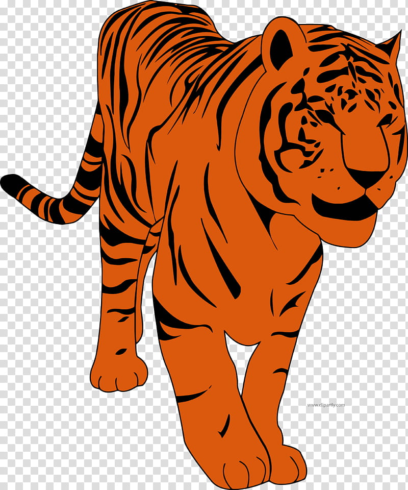 Cat Drawing, Tiger, Line Art, Wildlife, Head, Whiskers, Snout, Animal Figure transparent background PNG clipart