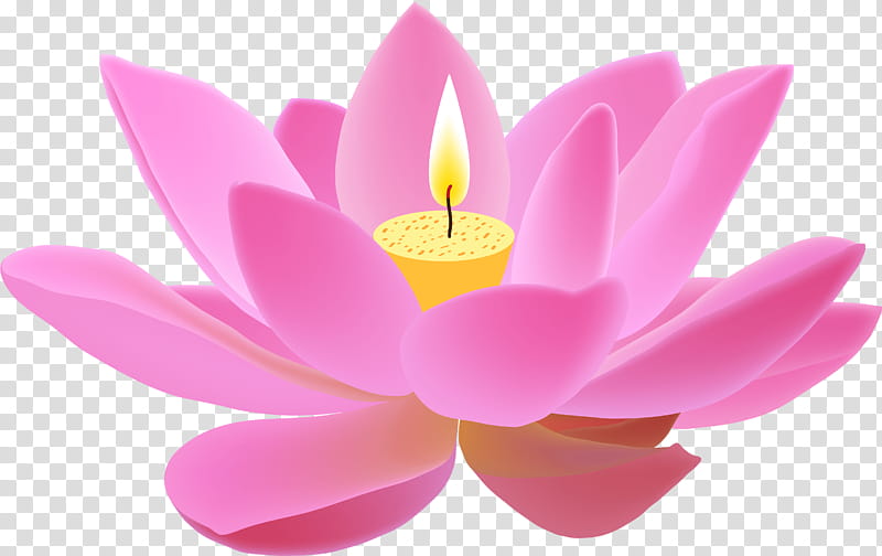 Pink Flower, Nymphaea Nelumbo, Egyptian Lotus, Nelumbonaceae, Petal, Lotus Family, Sacred Lotus, Aquatic Plant transparent background PNG clipart