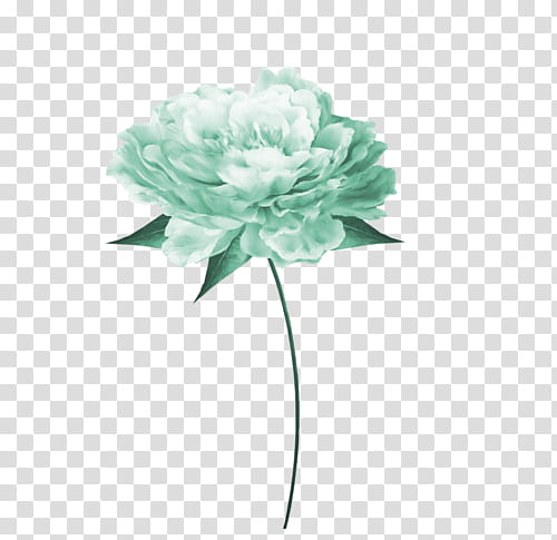 carnation flower transparent background PNG clipart