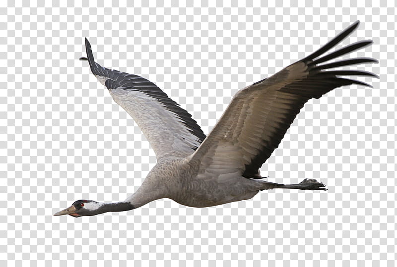 Sea Bird, Goose, Bird Migration, Feather, Beak, Vulture, Kilometer, Limit transparent background PNG clipart