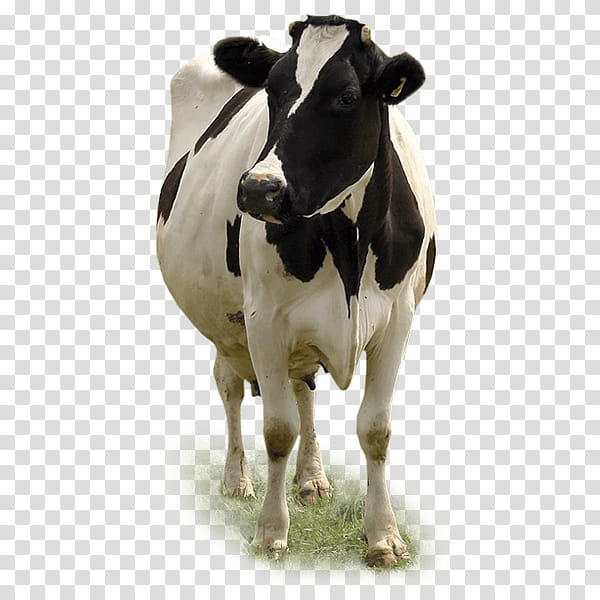 Cow, Dairy Cattle, Calf, Baka, Miglioranza Srl, Live, Animal Husbandry, Beef transparent background PNG clipart