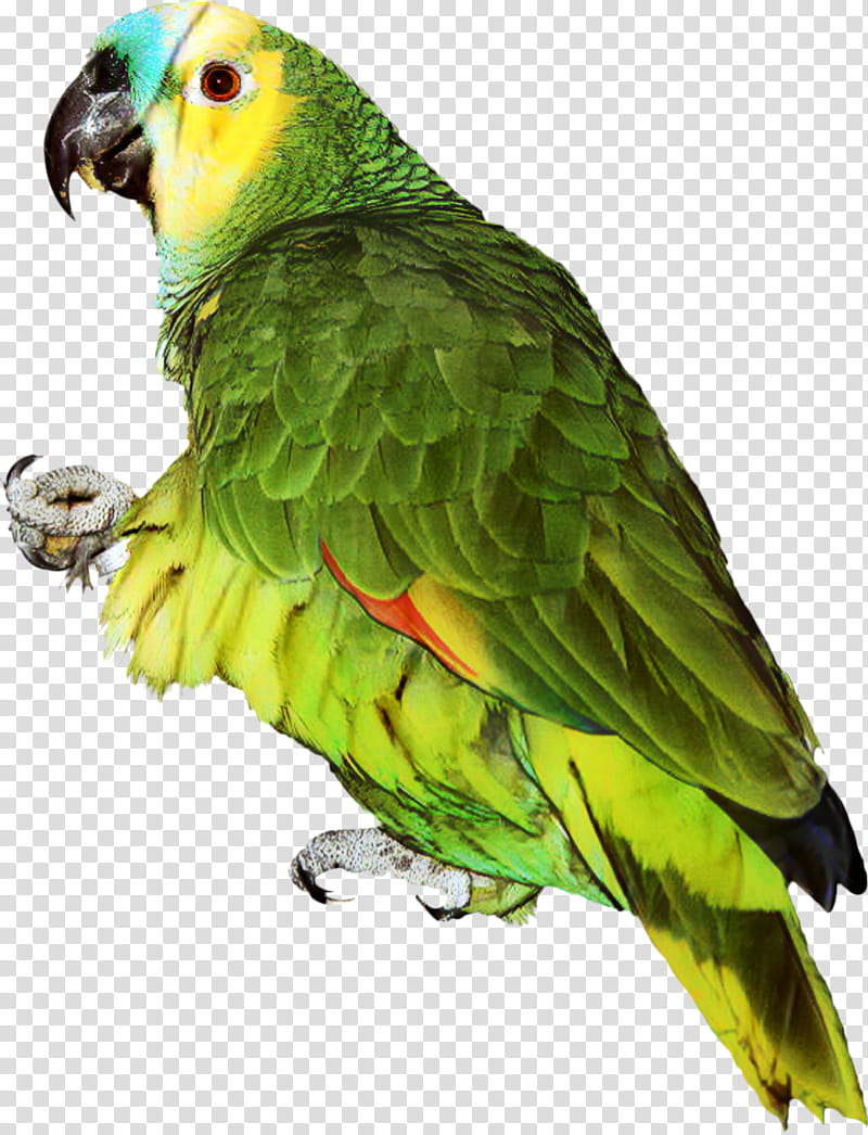 Bird Parrot, Budgerigar, Turquoisefronted Amazon, Talking Bird, Parakeet, Pet, Redlored Amazon, Animal transparent background PNG clipart