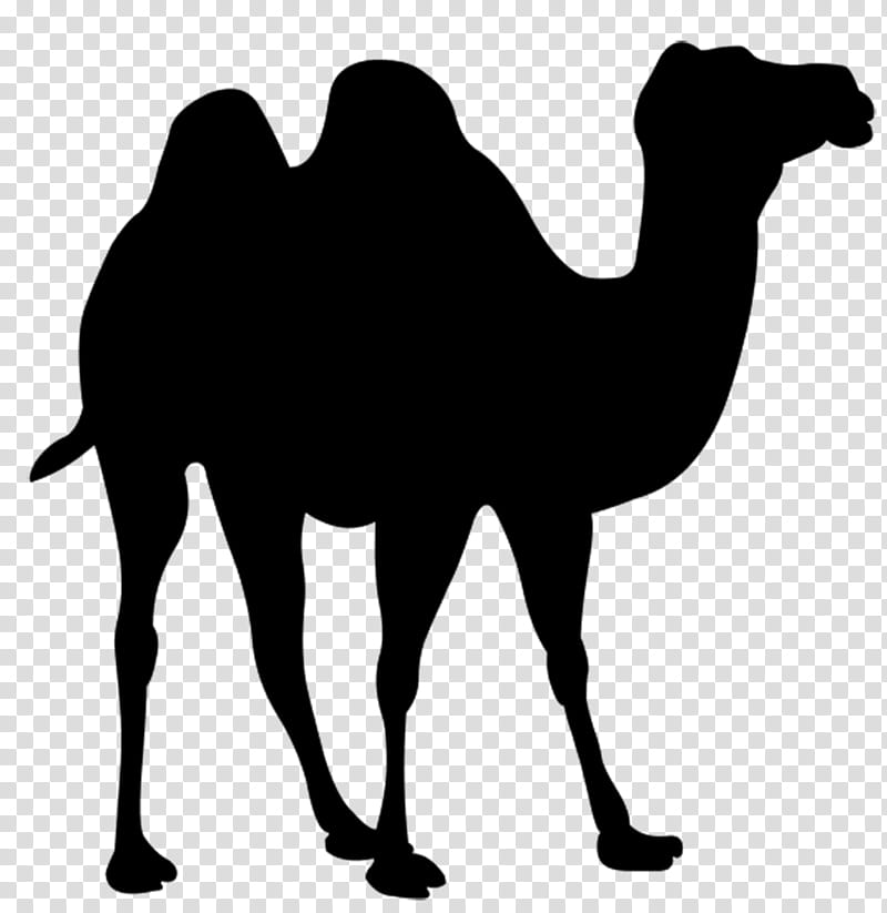 camels clipart black and white cars