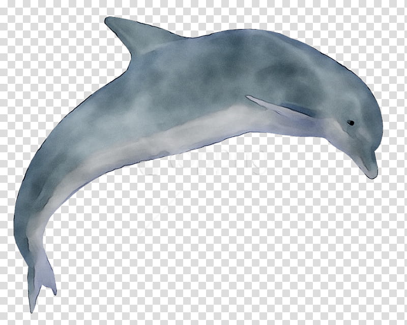 Web Design, Dolphin, Bottlenose Dolphin, Shortbeaked Common Dolphin, Cetacea, Roughtoothed Dolphin, Common Dolphins, Wholphin transparent background PNG clipart