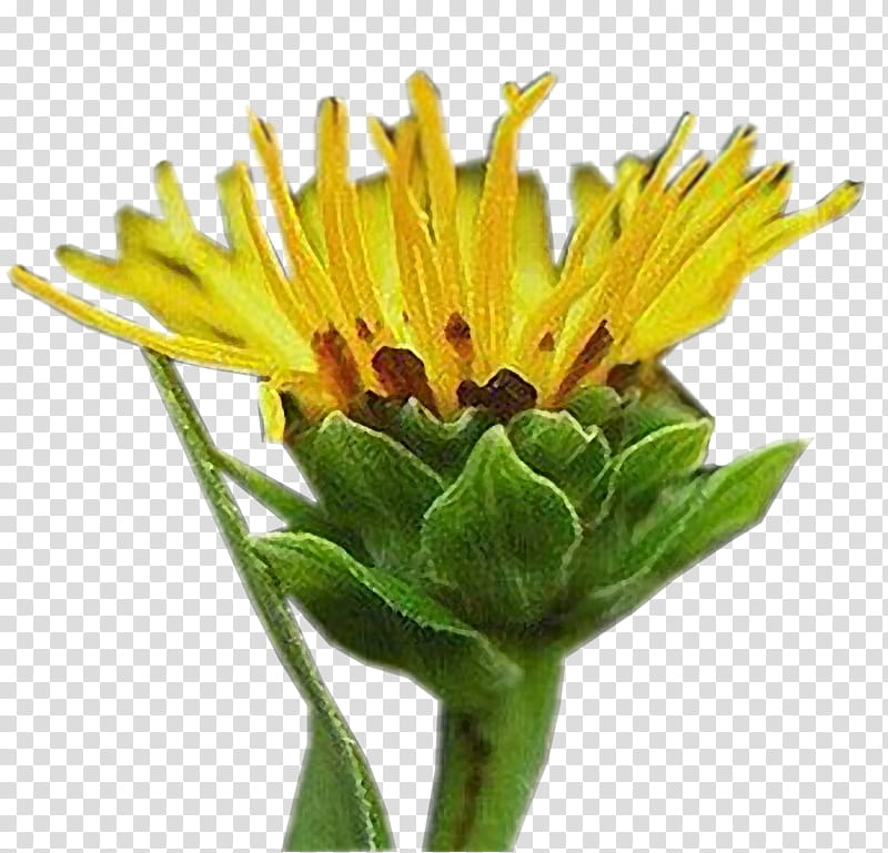 Flowers, Dandelion, Golden Samphire, Blanket Flowers, Safflower, English Marigold, Annual Plant, Elecampane transparent background PNG clipart