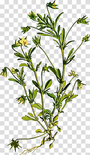 Details more than 128 herb plant drawing best
