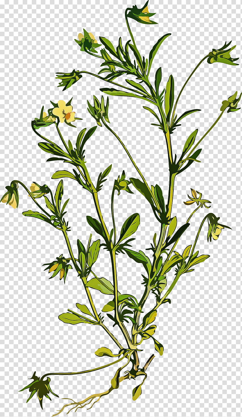 flower plant subshrub herb plant stem, Herbal, Herbaceous Plant, Tarragon, Winter Savory, Cleavers transparent background PNG clipart