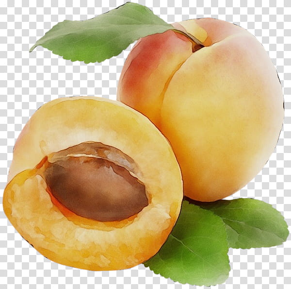 european plum food fruit plant apricot, Watercolor, Paint, Wet Ink, Apricot Kernel, Tree, Peach, Ingredient transparent background PNG clipart