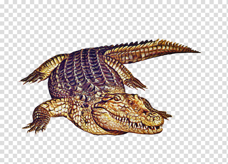 Turtle Drawing, Nile Crocodile, Amphibians, Animal, American Alligator, Alligators, Crocodiles, Reptile transparent background PNG clipart