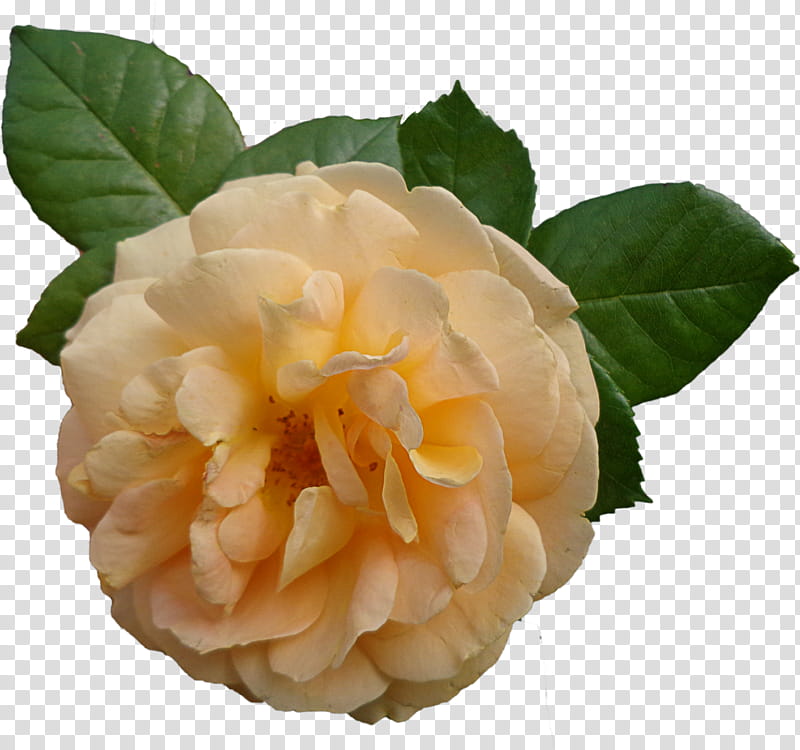 yellow roses , yellow peony flower transparent background PNG clipart