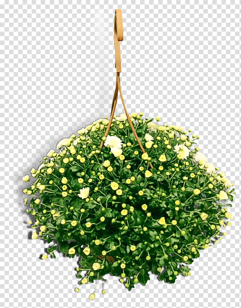 Flowers, Watercolor, Paint, Wet Ink, Chrysanthemum, Flowerpot, Hanging Flower Pot, Hanging Tree transparent background PNG clipart