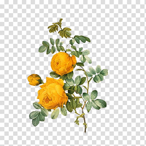 Vintage Flora Items, yellow roses in bloom illustration transparent background PNG clipart
