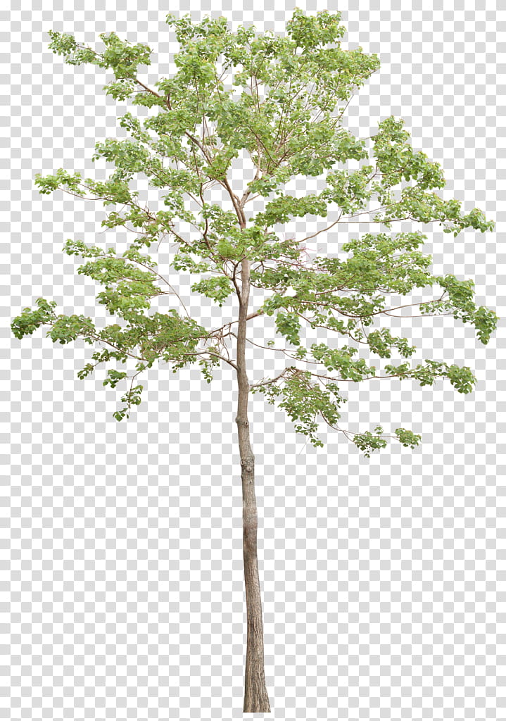 Architecture Tree, Landscape Architecture, Drawing, Plants, Landscape Design, Architectural Drawing, Shrub, Garden transparent background PNG clipart