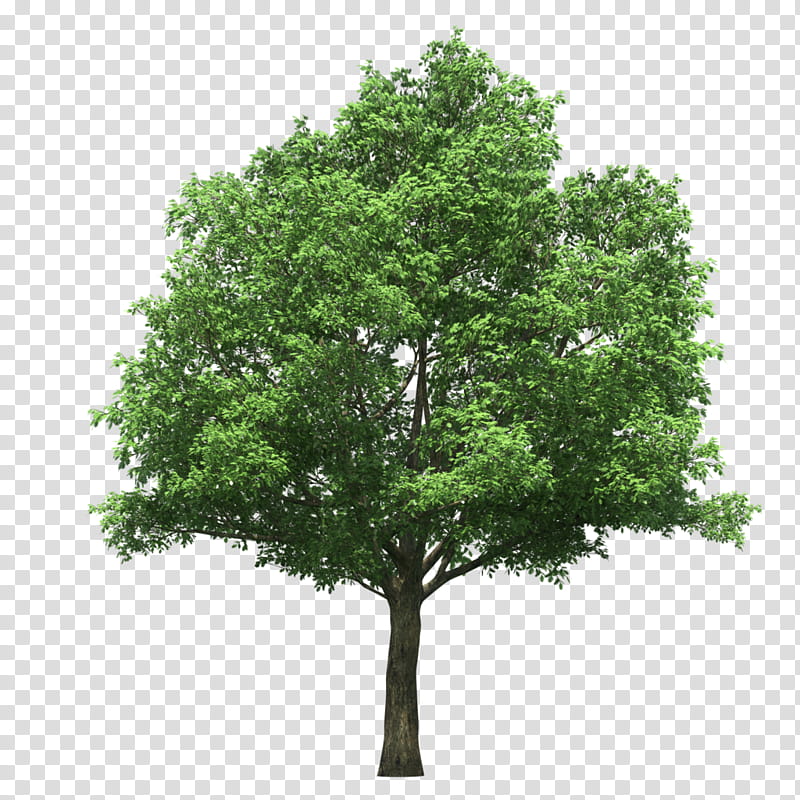 Family Tree, Woody Plant, Leaf, Branch, Oak, Plane Tree Family, Evergreen transparent background PNG clipart