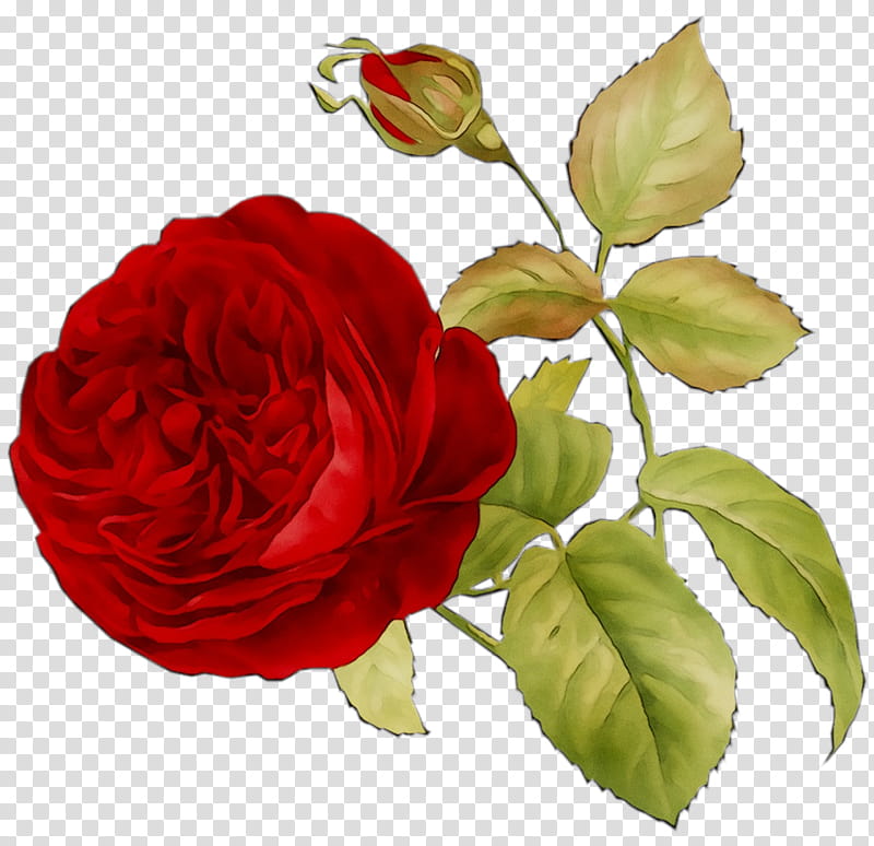 China, Garden Roses, Cabbage Rose, Floribunda, Floristry, Cut Flowers, Still Life , Petal transparent background PNG clipart