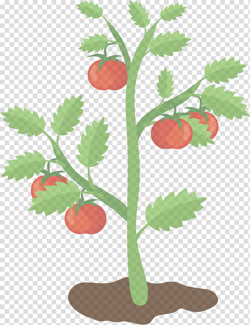 Tomato, Leaf, Plant, Flower, Plant Stem, Tree, Flowering Plant, Fruit transparent background PNG clipart