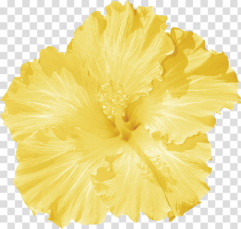 Summer s, yellow hibiscus flower transparent background PNG clipart