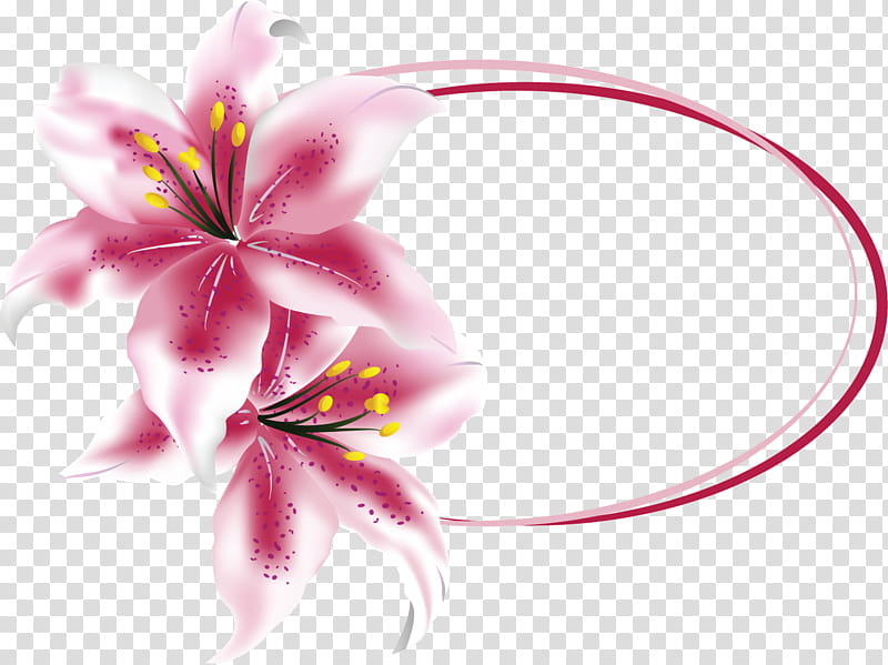 lily oval frame lily frame oval frame, Floral Frame, Pink, Petal, Flower, Plant, Pedicel transparent background PNG clipart