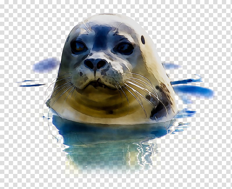 Polar Bear, Earless Seal, Animal, Grey Seal, Seals, Sea Lion, Portrait, Pinniped transparent background PNG clipart