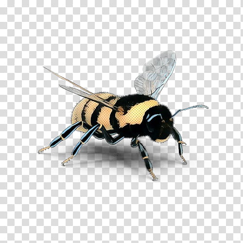 Bee, Insect, Eumenidae, Bumblebee, Honeybee, Pest, Membranewinged Insect, Wasp transparent background PNG clipart