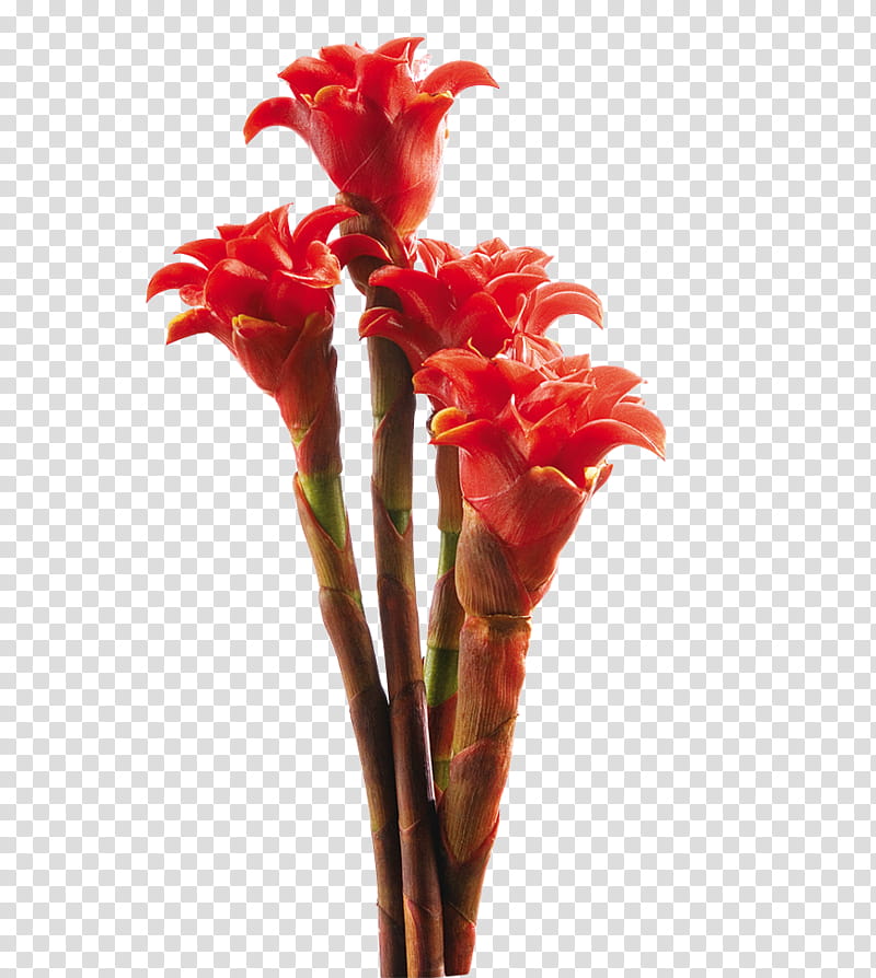 Tropical , three red bromeliads transparent background PNG clipart