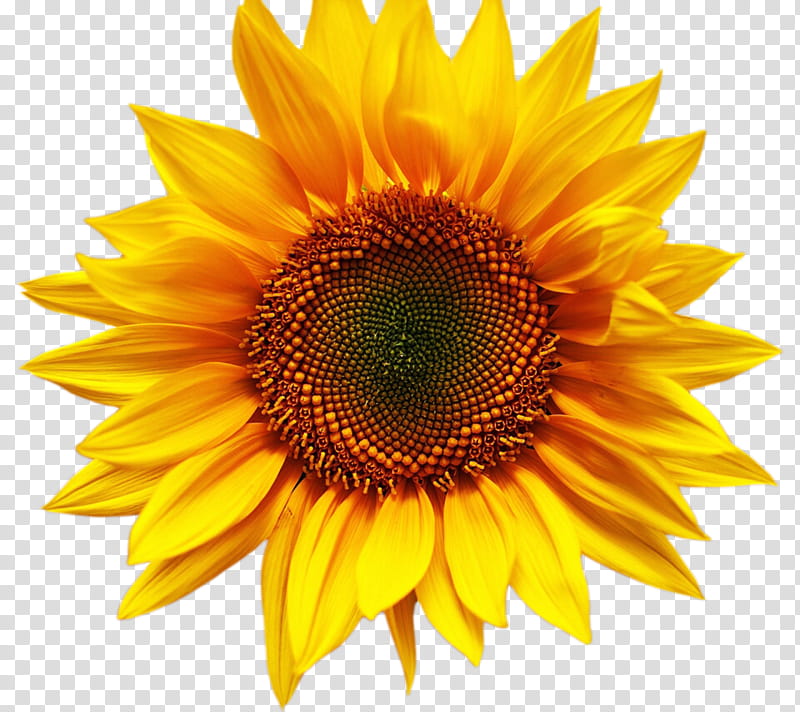 Tv, Sunflower, 2018, Yellow, Sunflower Seed, Daisy Family, Petal, Pollen transparent background PNG clipart