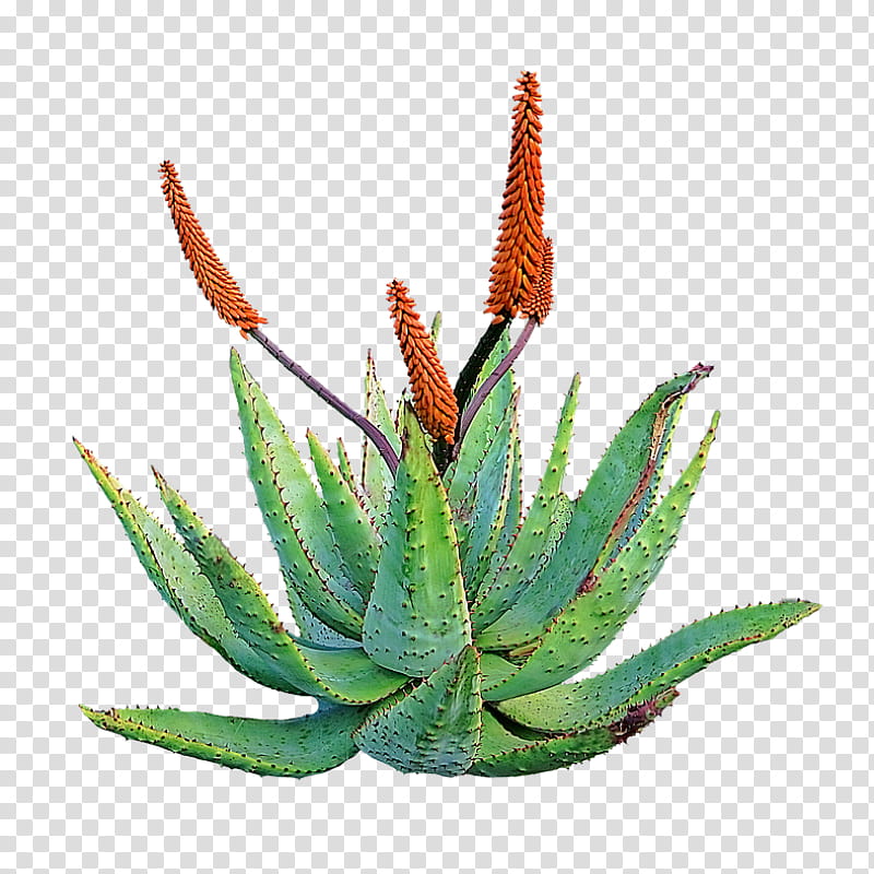 Background Effect, Aloe Vera, Medicinal Plants, Medicine, Succulent Plant, Skin, Gel, Therapeutic Effect transparent background PNG clipart