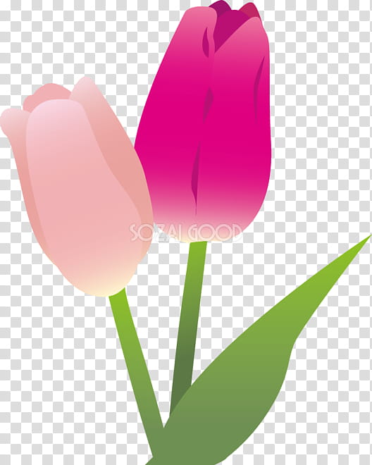 Pink Flower, Tulip, Plant Stem, Season, Color Gradient, Spring
, Sky, Bud transparent background PNG clipart