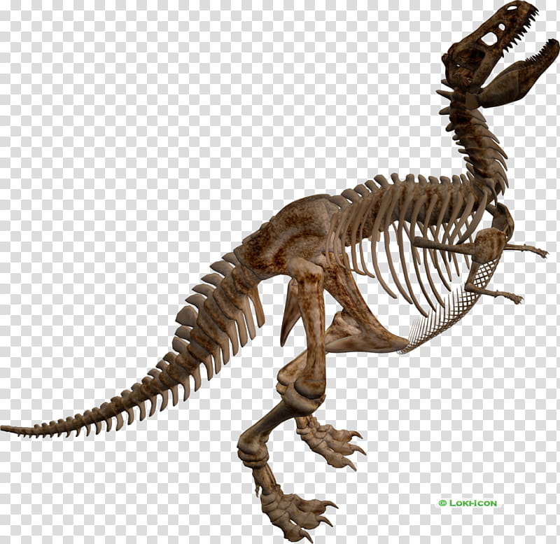 Caveira T-Rex PNG transparente - StickPNG