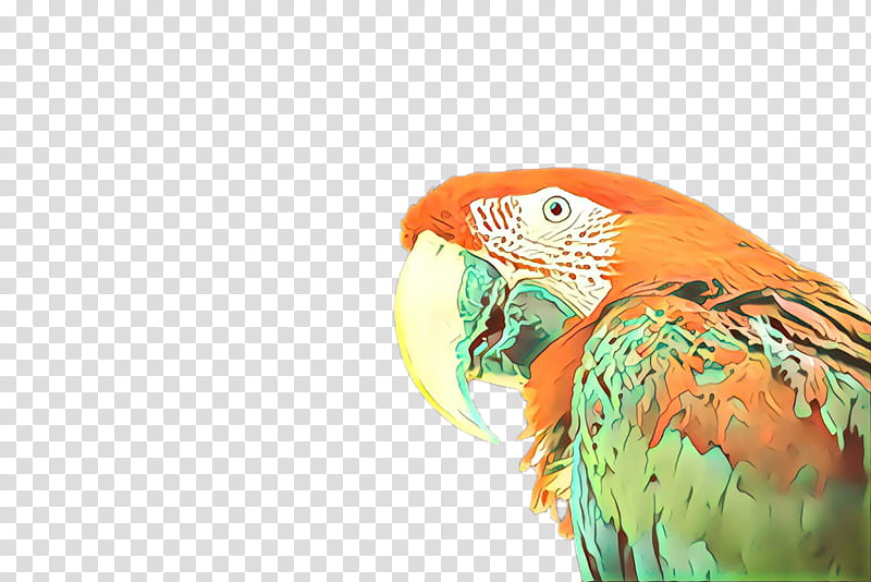 bird macaw parrot beak parakeet, Cartoon, Budgie transparent background PNG clipart