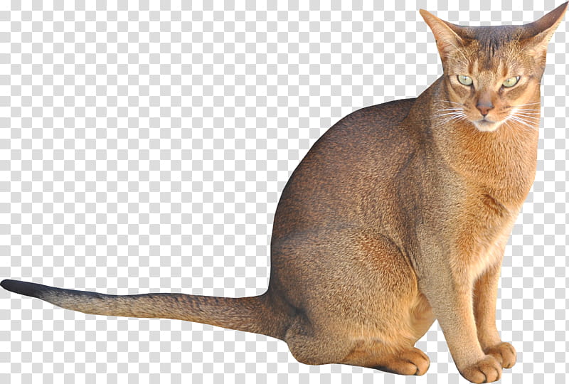 sitting cat, short-haired brown cat transparent background PNG clipart