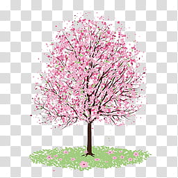 flor de cerezo LP, Cherry blossom tree illustration transparent background PNG clipart