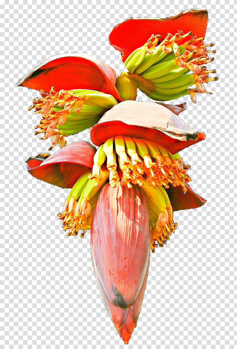 Banana Leaf, Banana Bread, Flower, Food, Fruit, Drawing, Floral Design, Petal transparent background PNG clipart