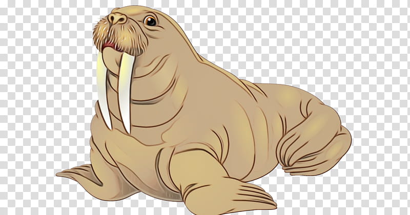 seal walrus california sea lion animal figure marine mammal, Watercolor, Paint, Wet Ink, Earless Seal, Lhasa Apso, Fur Seal transparent background PNG clipart