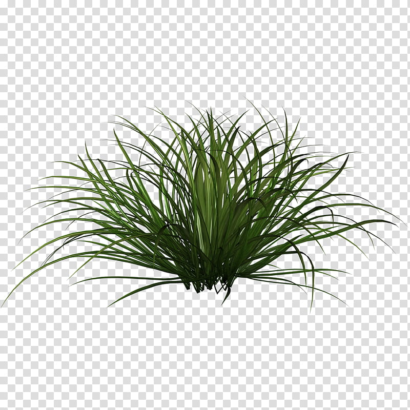 D Tall Grasses, green grass art transparent background PNG clipart