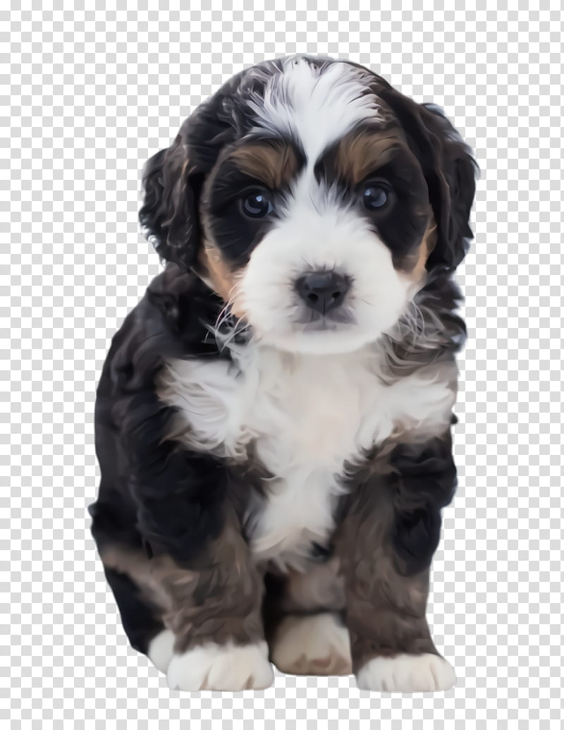 Golden Retriever, Cute Dog, Pet, Animal, Cockapoo, Bernese Mountain Dog, Poodle, Maltese Dog transparent background PNG clipart