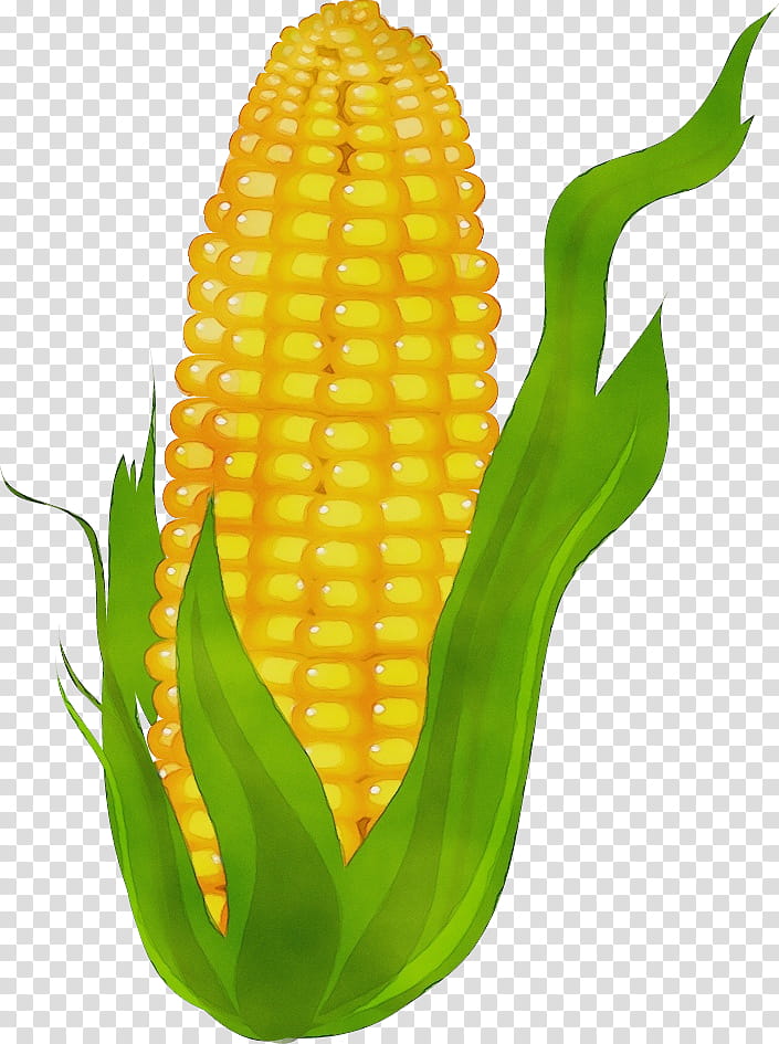Drawing Of Family, Watercolor, Paint, Wet Ink, Corn On The Cob, Maize, Ear, Cereal transparent background PNG clipart