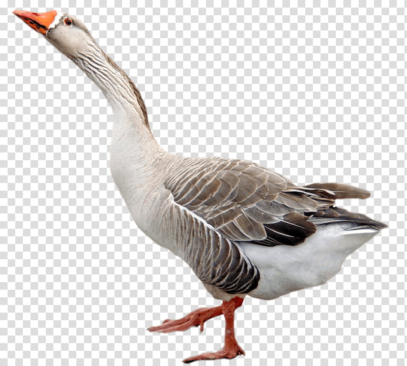 Snow, Goose, Duck, Canada Goose, Bird, Beak, Water Bird, Ducks Geese And Swans transparent background PNG clipart