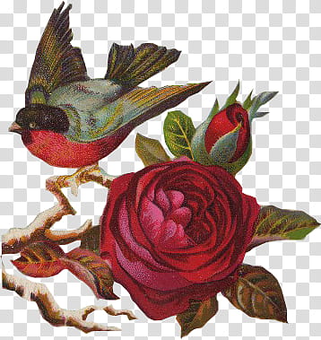vintagefloral pk, red rose flowers and bird illustration transparent background PNG clipart