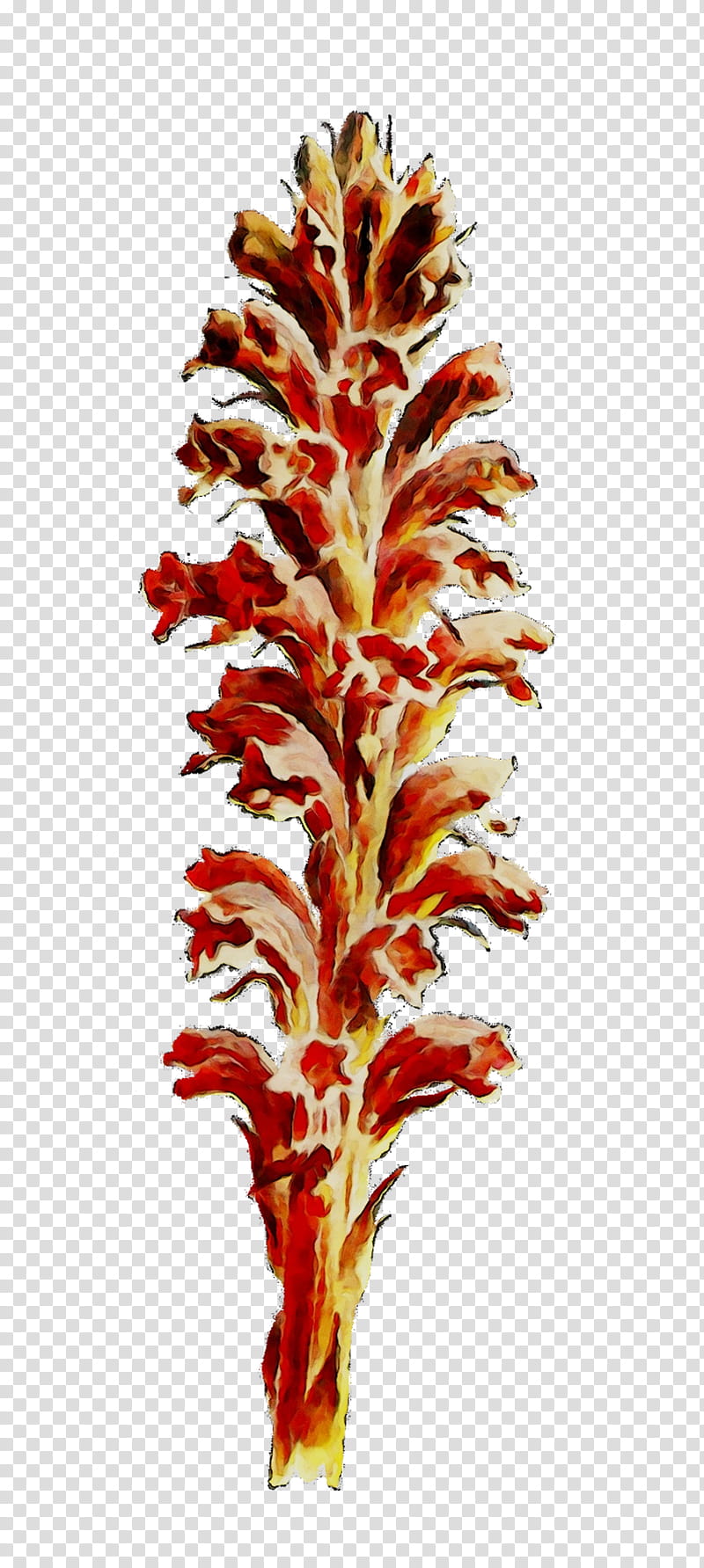 Flower Stem, Plant Stem, Plants, Broomrape, Aquarium Decor, Broomrape Family, Castilleja transparent background PNG clipart