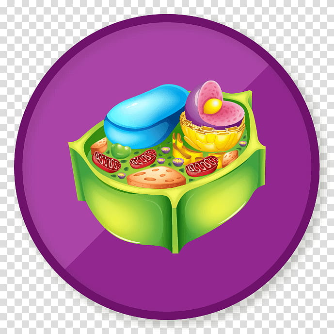 Plants, Cell Membrane, Plant Cell, Cell Wall, Cell Nucleus, Biological Membrane, Function, Biology transparent background PNG clipart