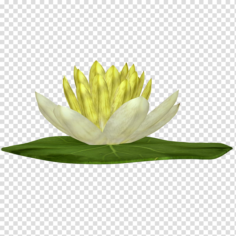 Flower and Plant , yellow water lily flower transparent background PNG clipart