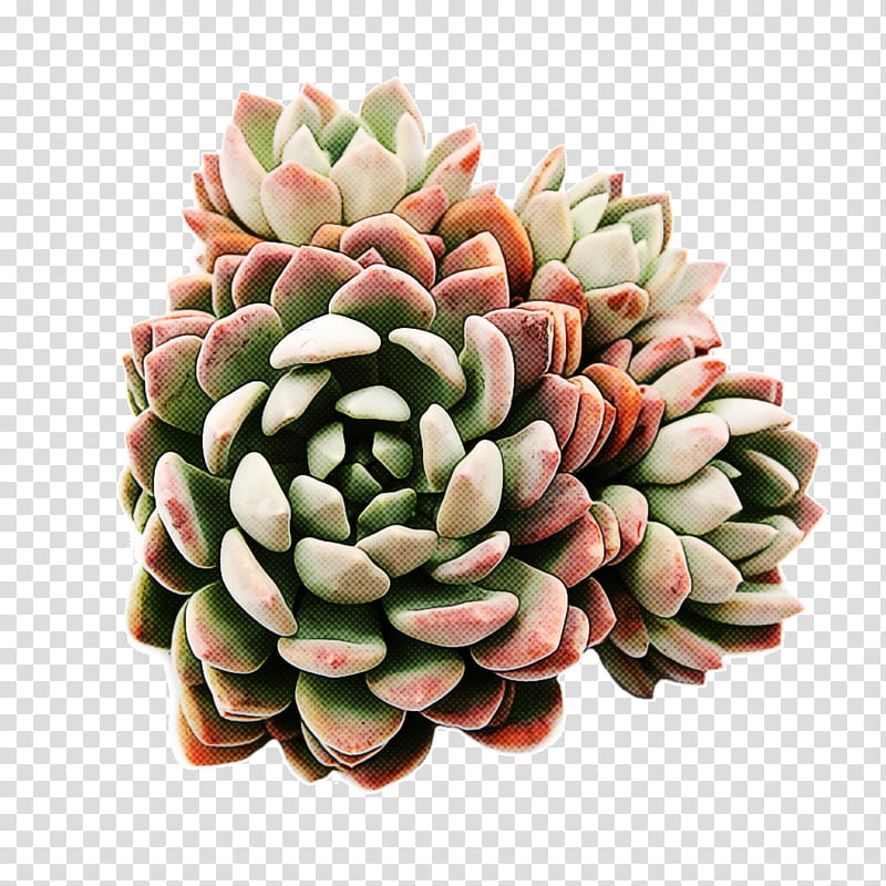 Watercolor Floral, Flower, Succulent Plant, Flowerpot, Watercolor Painting, Houseplant, Cactus, Echeveria Elegans transparent background PNG clipart